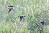 Brazilian Teal, Salesopolis, Sao Paulo, Brazil, October 2022 - click for larger image