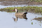 Brazilian Teal, Sao Francisco de Paula, Rio Grande do Sul, Brazil, October 2022 - click for larger image