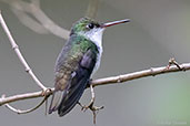 White-bellied Emerald, Rio Santiago, Honduras, March 2015 - click for larger image