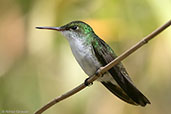 White-bellied Emerald, Rio Santiago, Honduras, March 2015 - click for larger image