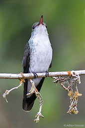 White-bellied Emerald, Rio Santiago, Honduras, March 2015 - click for larger image