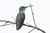 White-bellied Hummingbird, Leymebamba, Amazonas, Peru, October 2018 - click for larger image