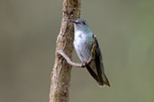 White-bellied Hummingbird, Leymebamba, Amazonas, Peru, October 2018 - click for larger image