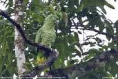 Mealy Parrot, Alta Floresta, Mato Grosso, Brazil, December 2006 - click for larger image