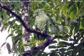 Mealy Parrot, Alta Floresta, Mato Grosso, Brazil, December 2006 - click for larger image