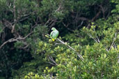 Mealy Parrot, Sani Lodge, Ecuador, November 2019 - click for larger image