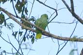 Mealy Parrot, Guajará-Mirim, Rondônia, Brazil, March 2003 - click for larger image