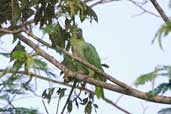 Mealy Parrot, Guajará-Mirim, Rondônia, Brazil, March 2003 - click for larger image