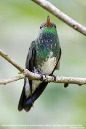 Glittering-throated Emerald, Ubatuba, Brazil, November 2006 - click for larger image