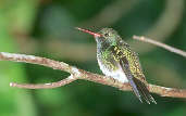 Glittering-throated Emerald, Ubatuba, Brazil, July 2001 - click for larger image