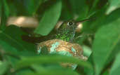 Glittering-throated Emerald, Pirapora, Minas Gerais, Brazil, July 2001 - click for larger image