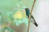 Glittering-throated Emerald, Chapada Diamantina, Bahia, Brazil, March 2004 - click for larger image