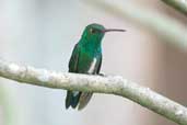 Glittering-throated Emerald, Chapada Diamantina, Bahia, Brazil, March 2004 - click for larger image