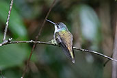 Andean Emerald, Huembo Reserve, Amazonas, Peru, October 2018 - click for larger image