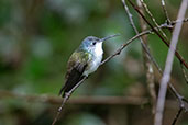 Andean Emerald, Huembo Reserve, Amazonas, Peru, October 2018 - click for larger image