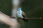 Andean Emerald, Huembo Reserve, Amazonas, Peru, October 2018 - click for larger image