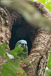 Northern Mealy Amazon, Tikal, Guatemala, March 2015 - click for larger image