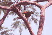 Yellow-crowned Parrot, Brazil, Sept 2000 - click for larger image