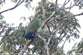 Kawall's Parrot, Cristalino, Mato Grosso, Brazil, December 2006 - click for larger image