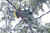 Kawall's Parrot, Cristalino, Mato Grosso, Brazil, December 2006 - click for larger image