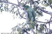 Kawall's Parrot, Cristalino, Mato Grosso, Brazil, December 2006 - click for larger image