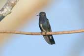 Sapphire-spangled Emerald, Aguas de São Pedro, São Paulo, Brazil, August 2004 - click for larger image