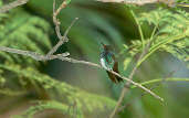 Sapphire-spangled Emerald, S&atilde;o Paulo, Brazil, July 2001 - click for larger image