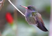 White-chinned Sapphire, São Paulo, Brazil, July 2002 - click for larger image