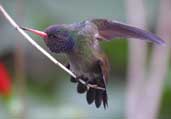 White-chinned Sapphire, São Paulo, Brazil, July 2002 - click for larger image