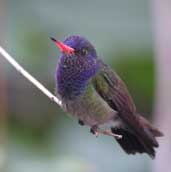 White-chinned Sapphire, São Paulo, Brazil, July 2002 - click for larger image