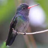 White-chinned Sapphire, São Paulo, Brazil, July 2002 - click for larger image