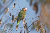 Cuban Parrot, Pálpite, Zapata Swamp, Cuba, February 2005 - click on image for a larger view