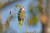 Cuban Parrot, Pálpite, Zapata Swamp, Cuba, February 2005 - click on image for a larger view