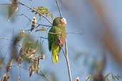 Cuban Parrot, Pálpite, Zapata Swamp, Cuba, February 2005 - click on image for a larger view