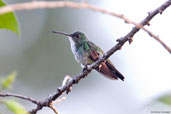 Plain-bellied Emerald, Tamandaré, Pernambuco, Brazil, October 2008 - click for larger image