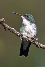 Plain-bellied Emerald, Tamandaré, Pernambuco, Brazil, October 2008 - click for larger image