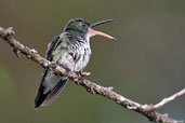 Plain-bellied Emerald, Tamandaré, Pernambuco, Brazil, October 2008 - click for larger image