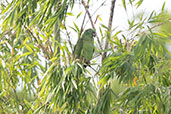 Yellow-crowned Parrot, Brazil, Sept 2000 - click for larger image