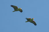 Red-spectacled Parrot, rio Camaquã, Rio Grande do Sul, Brazil, August 2004 - click for larger image