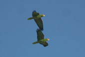 Red-spectacled Parrot, rio Camaquã, Rio Grande do Sul, Brazil, August 2004 - click for larger image