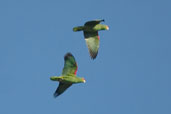 Red-spectacled Parrot, rio Camaquã, Rio Grande do Sul, Brazil, August 2004 - click for larger image