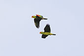 Red-spectacled Parrot, Sao Francisco de Paula, Rio Grande do Sul, Brazil, October 2022 - click for larger image