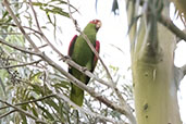 Red-spectacled Parrot, Sao Francisco de Paula, Rio Grande do Sul, Brazil, October 2022 - click for larger image