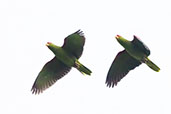 Red-spectacled Parrot, Sao Francisco de Paula, Rio Grande do Sul, Brazil, October 2022 - click for larger image