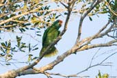 Red-browed Parrot, Veracel, Porto Seguro, Bahia, Brazil, November 2008 - click for larger image