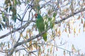 Red-browed Parrot, Veracel, Porto Seguro, Bahia, Brazil, November 2008 - click for larger image