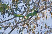 Red-browed Parrot, Veracel, Porto Seguro, Bahia, Brazil, November 2008 - click for larger image