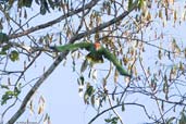 Red-browed Parrot, Veracel, Porto Seguro, Bahia, Brazil, November 2008 - click for larger image