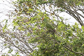 Red-browed Parrot, Espirito Santo, Brazil, November 2008 - click for larger image