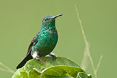 Steely-vented Hummingbird, Minca, Magdalena, Colombia, April 2012 - click for larger image